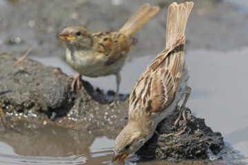 House Sparrow Decline as a Result of Air Pollution and Poor Diet